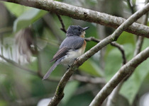 Pacific Flycatcher