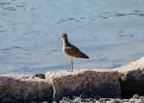Pacific Golden Plover