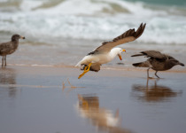 Pacific Gull