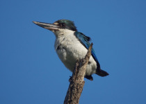 Pacific Kingfisher