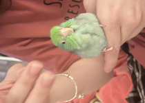 Pacific Parrotlet