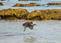 Pacific Reef Egret