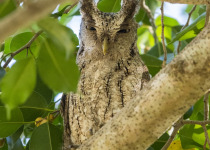 Pacific Screech Owl