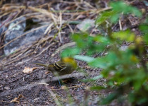 Pacific-slope Flycatcher