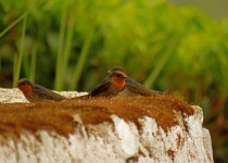 Pacific Swallow