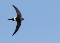 Pacific Swift