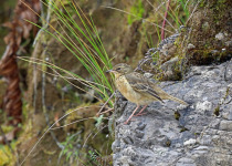 Paddyfield Pipit