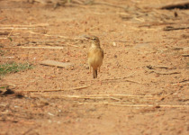 Paddyfield Pipit