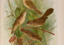 Paddyfield Warbler