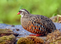 Painted Bush Quail