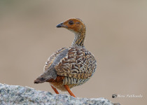 Painted Francolin