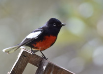 Painted Redstart