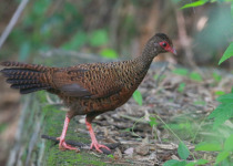 Painted Spurfowl