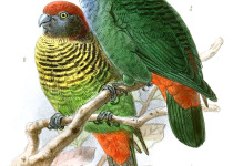Painted Tiger Parrot