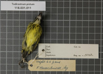 Painted Tody-Flycatcher