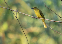Palau Bush Warbler