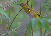 Palau Bush Warbler
