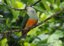 Palau Fruit Dove