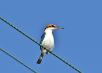 Palau Kingfisher