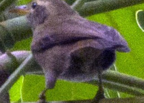 Palau Megapode