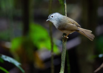 Palawan Bulbul