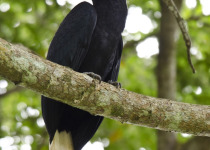Palawan Hornbill