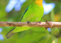 Palawan Leafbird