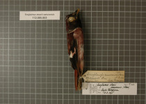 Palawan Peacock-Pheasant