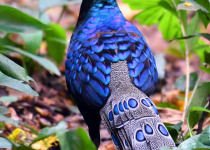 Palawan peacock-pheasant