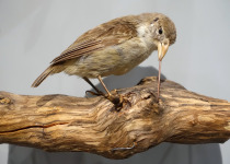Pale-billed Cuckoo Finch