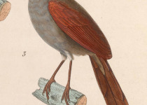 Pale-breasted Spinetail