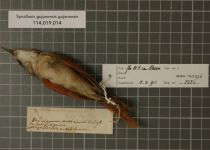 Pale-breasted Spinetail