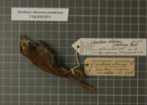 Pale-breasted Spinetail