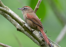 Pale-browed Treehunter