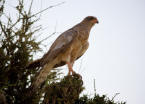 Pale Chanting Goshawk