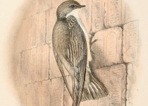 Pale Crag Martin