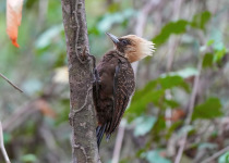 Pale-crested Woodpecker