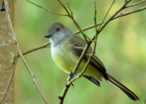 Pale-edged Flycatcher