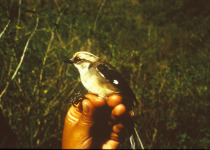 Pale-headed Brush Finch