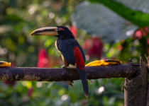 Pale-mandibled Aracari