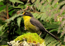 Pale-naped Brush Finch