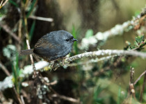Pale-throated tapaculo