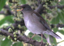 Pale Thrush