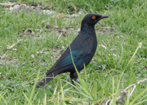 Pale-winged Starling