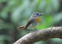 Palid Blue Flycatcher
