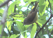 Pallas's Grasshopper Warbler