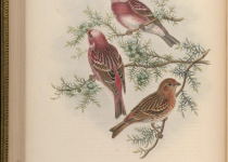 Pallas's Rosefinch