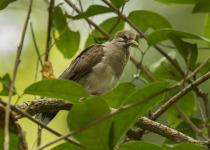 Pallid Dove