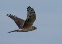 Pallid Harrier