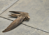 Pallid Swift